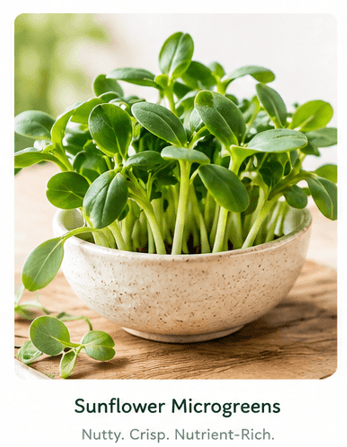 Sunflower microgreens